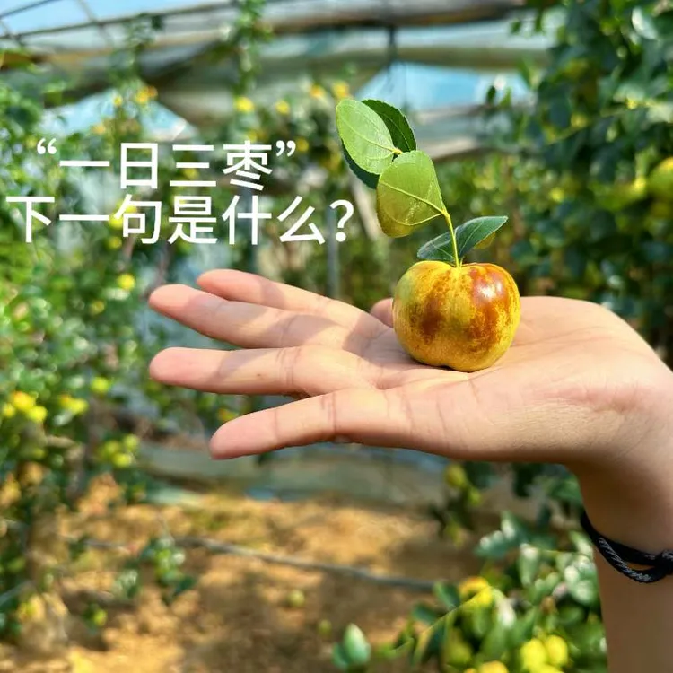 【自营】云南蟠枣新鲜枣新鲜脆甜现摘现发顺丰包邮2-4斤脆甜好吃