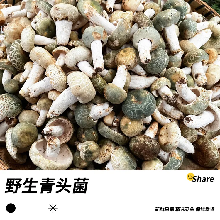 云南新鲜精选野生青头菌/菇朵500g～1000g/绿头菇应季推荐