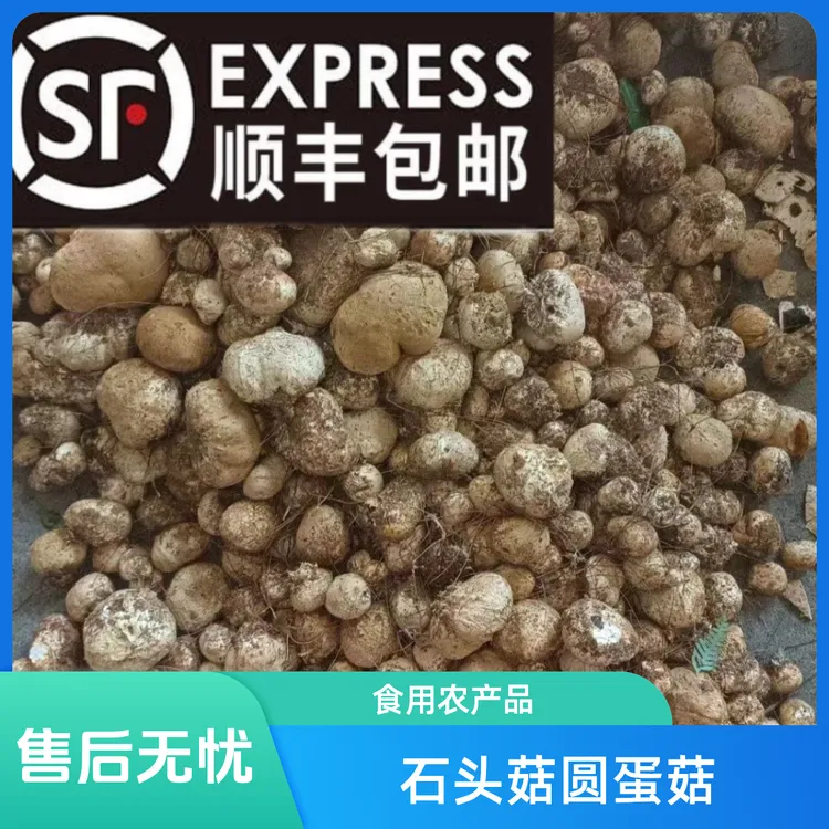 新鲜每天现捡石头菇灰包菇