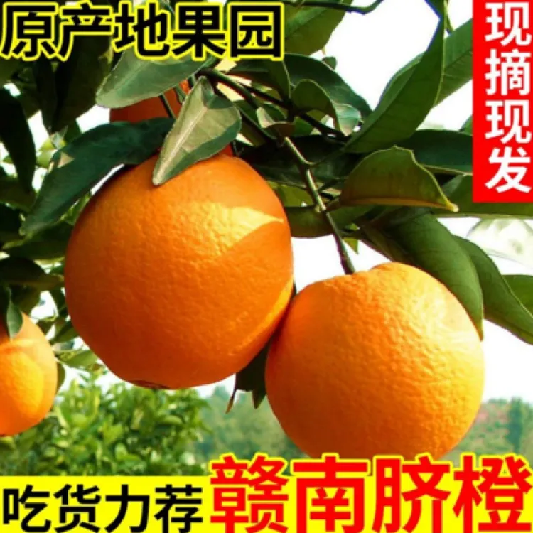 江西赣州赣南脐橙