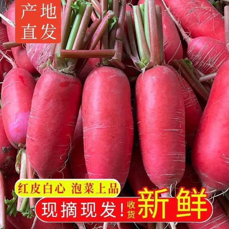 大红萝卜产地直发新鲜现挖红皮萝卜老品种沙土地红辣萝卜