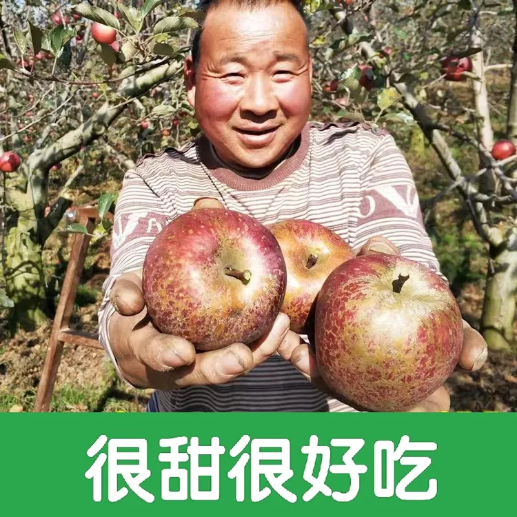 正宗云南昭通中熟2001丑苹果冰糖心新鲜当季自然成熟5斤9斤净重
