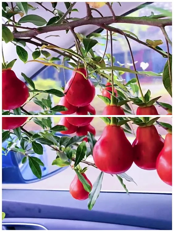 金弹子（柚子） 绿植盆栽  品种对版