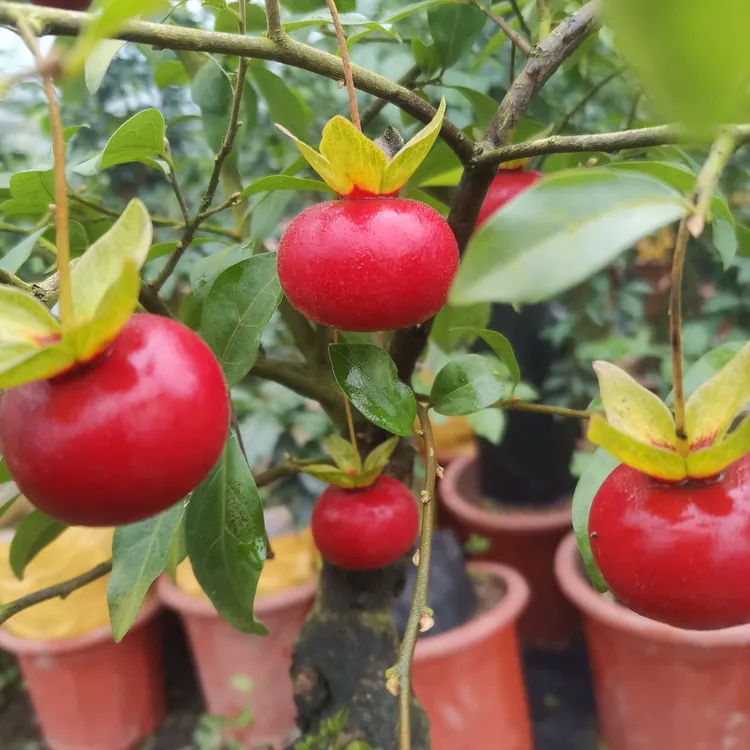 金弹子绿植盆栽  胭脂血红算盘 品种对版