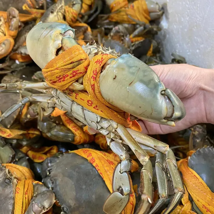 三门青蟹 大公蟹大母膏蟹奄仔蟹红膏蟹红鲟原产地直发活鲜活发