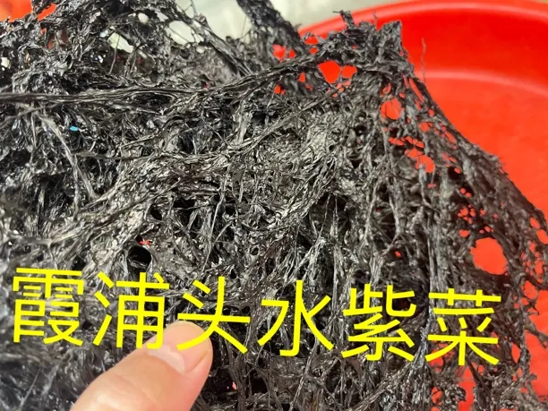 今年霞浦头水紫菜无沙免洗细腻柔滑脆嫩爽口特殊海域造就上好紫菜
