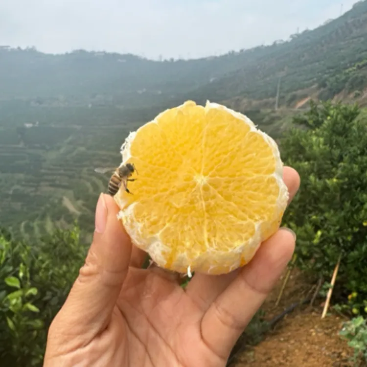 【范姐专属大果】云南哀牢山冰糖橙应季新鲜水果清甜爆汁