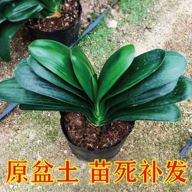 君子兰盆栽圆头和尚名贵四季常青好养活办公室内花卉绿植原盆原土
