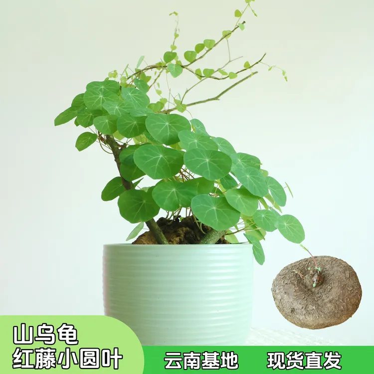 红藤山乌龟盆栽多年生块根懒人室内植物土培耐旱养护垂吊户外庭院