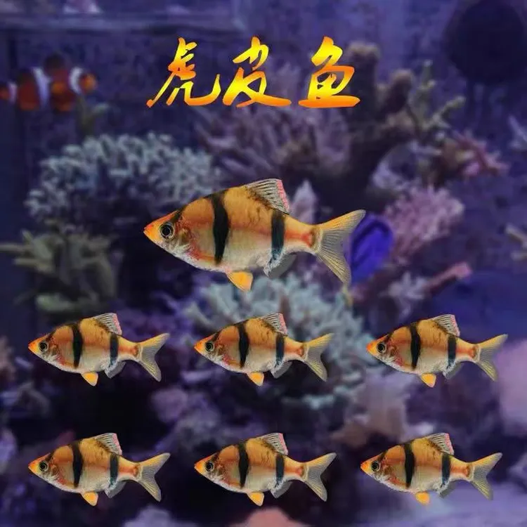 四间虎皮鱼新手好养耐活草缸群游鱼懒人养法观赏鱼