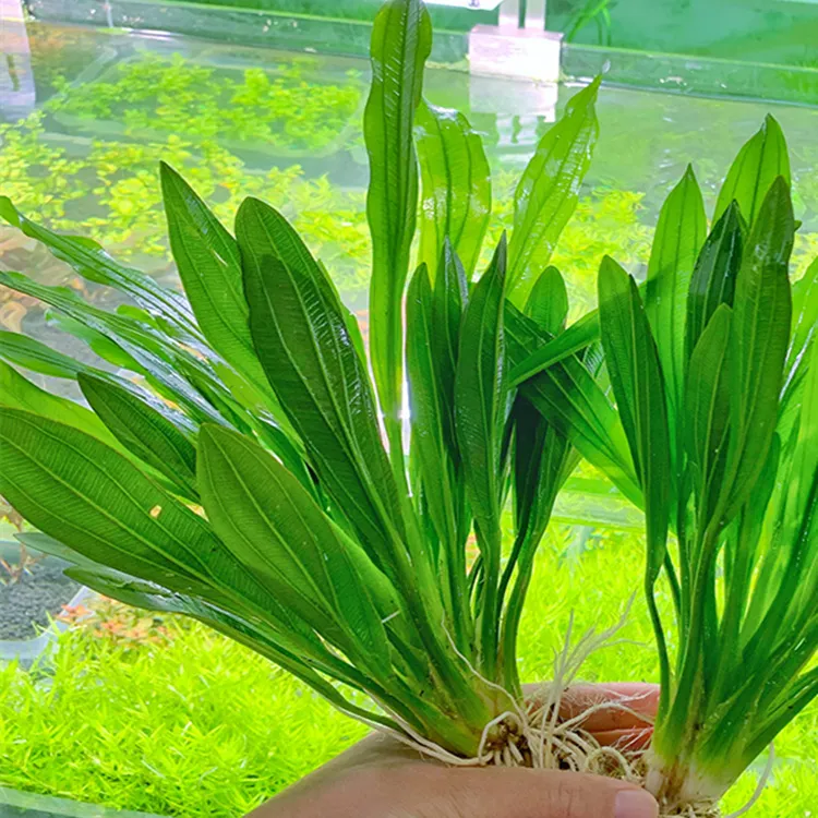 绿九冠水草耐养好活活体新手原生水草无需二氧化碳增氧直接入鱼缸