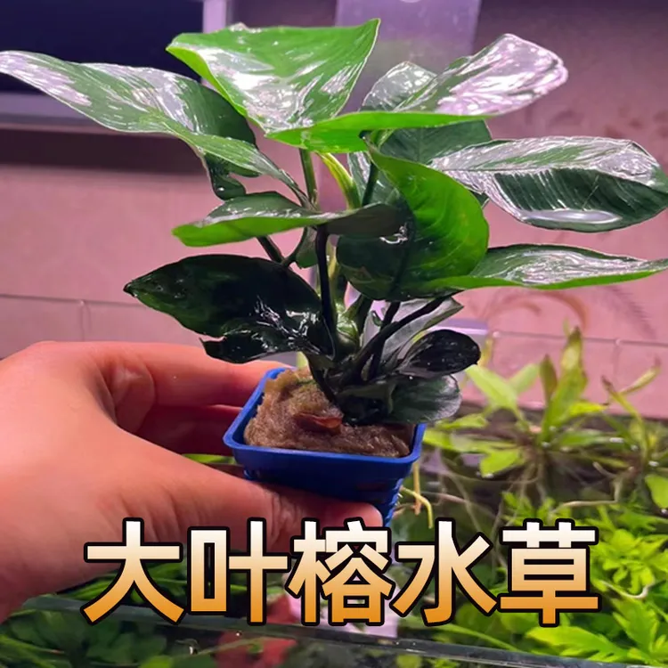 大叶水榕自带营养杯斗鱼迷缸懒人水草有水即活活体水草易养