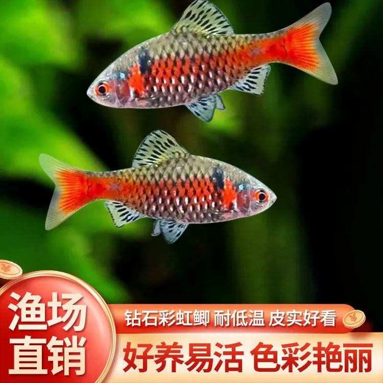 钻石彩虹鲫进口鲤科冷水耐寒耐养热带鱼原生鱼小型活体群游观赏鱼