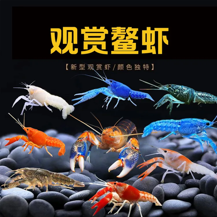 ‌天空蓝魔鳌虾繁殖组‌ 观赏虾缸造景观赏鳌虾 懒人养虾免换水鳌虾