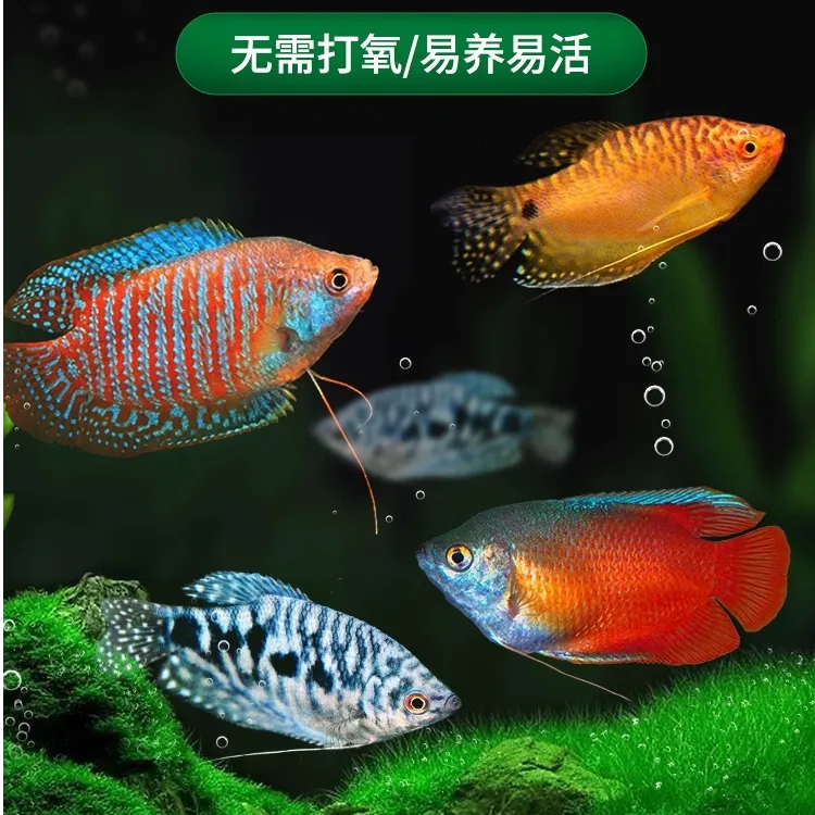 曼龙鱼热带观赏鱼黄曼龙蓝曼龙五彩血丽丽珍珠马甲球活小型淡水鱼