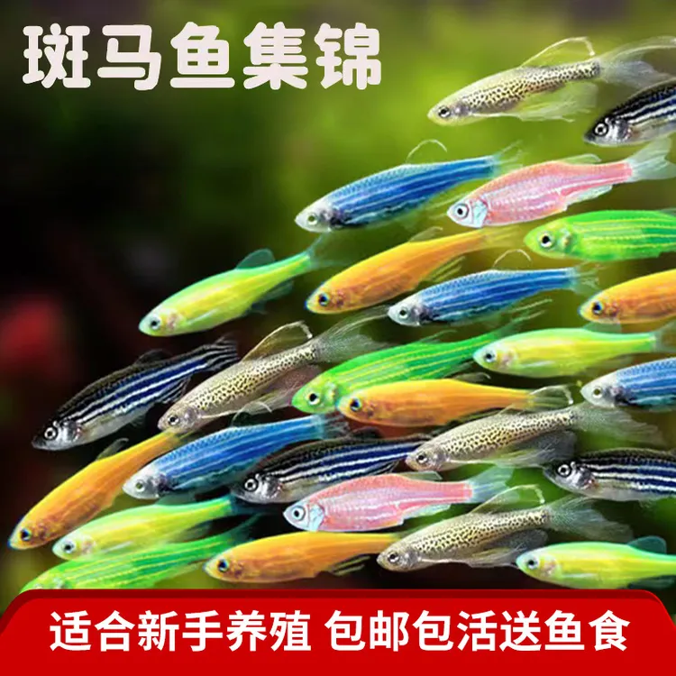 好养淡水斑马鱼观赏鱼小型鱼热带鱼活体鱼活鱼科孔雀鱼