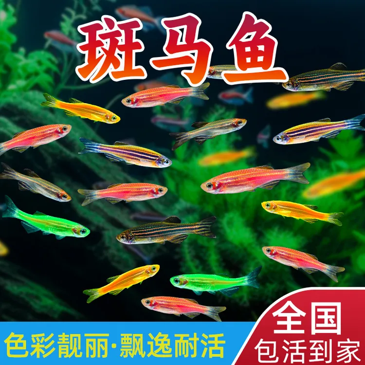 斑马鱼观赏鱼小型鱼热带鱼活体鱼活鱼蝶翼红绿灯科孔雀鱼