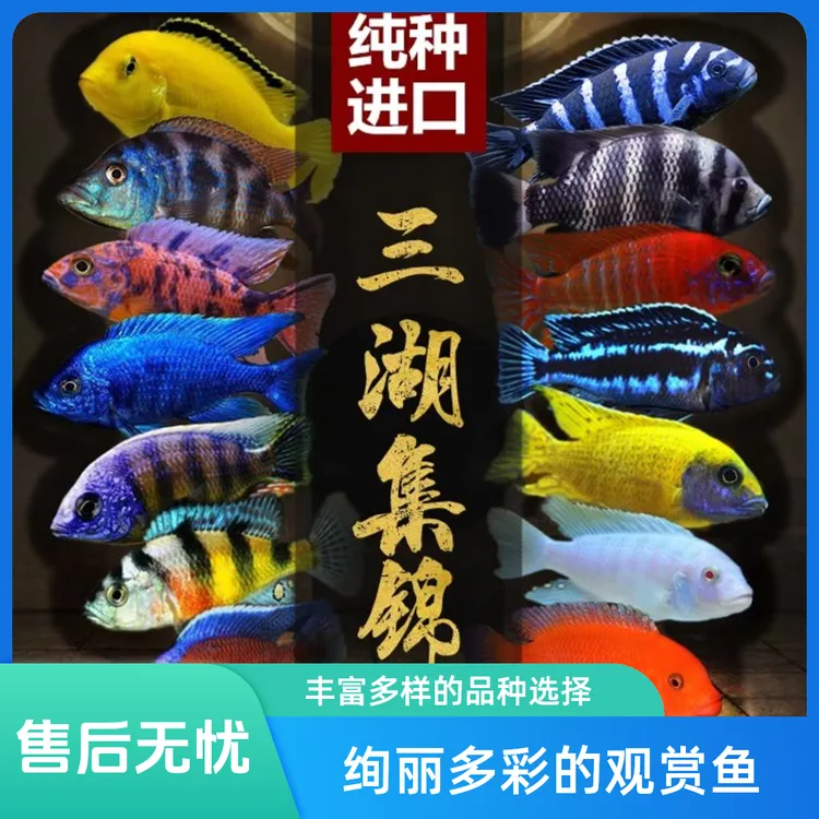 热带观赏鱼小型三湖慈鲷发色鱼孔雀岩栖六间小丑勾鼻热带鱼