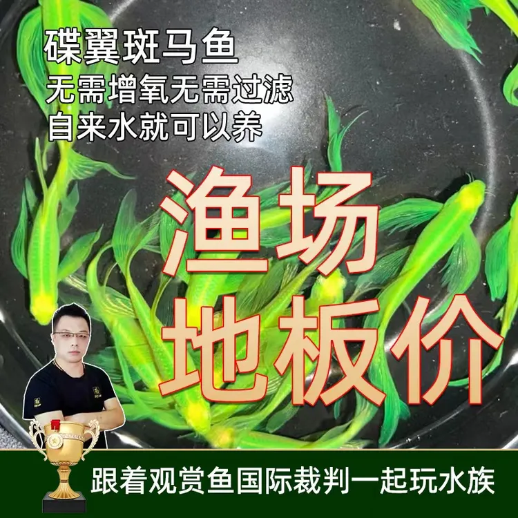 糖果斑马鱼观赏鱼小型鱼热带鱼活体鱼活鱼蝶翼斑马鱼七彩斑马