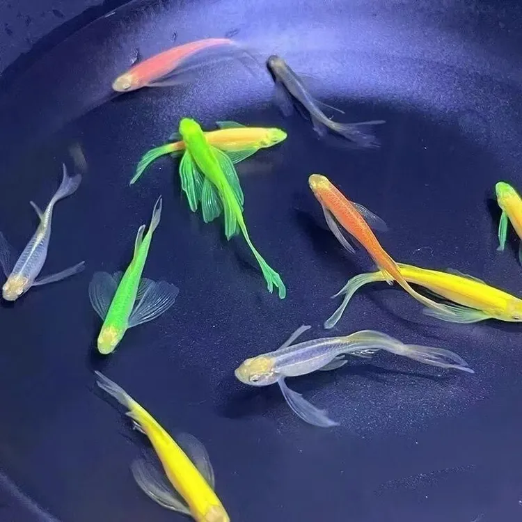 它一游动，整个鱼缸都仙气飘飘！蝶翼斑马鱼美到词穷！鱼观赏鱼