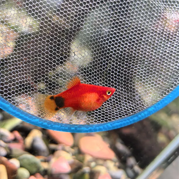 米奇鱼  胎生鱼 小型鱼 观赏鱼 热带鱼 好养活 小白新手鱼包邮