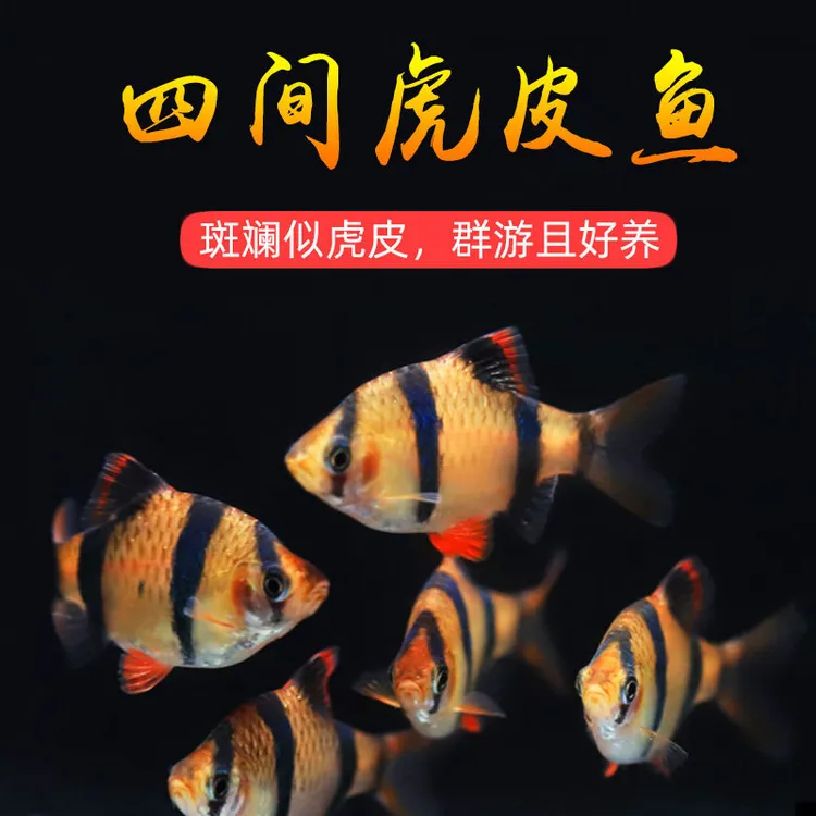 【直播专用】‌虎皮鱼荧光虎皮绿虎皮热带鱼观赏鱼小型活体鱼宠物鱼