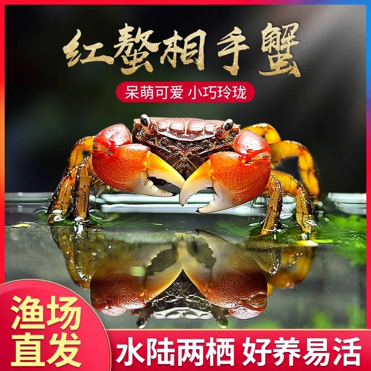 斑马鱼观赏鱼观赏蟹活体相手蟹观赏螃蟹宠物蟹观赏蟹活体 