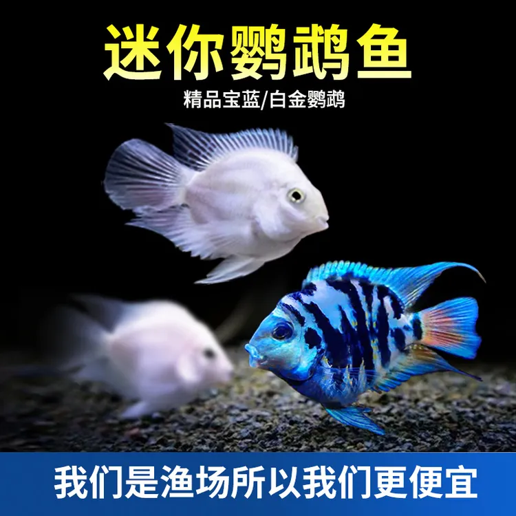 【直播专用 大小2-3cm 迷你鹦鹉鱼】‌迷你宝蓝鹦鹉鱼观赏鱼