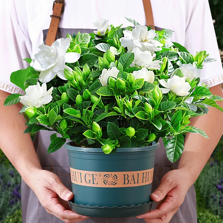 水培新宠【带花苞】栀子花盆栽四季开花香浓绿植桌面净化空气易养活