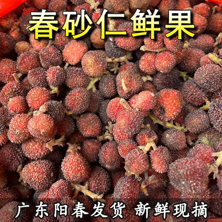 广东阳春特产春鲜砂果仁新鲜现摘靓汤料春砂仁干果阳春原产地发货