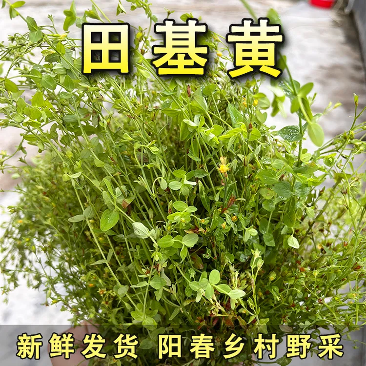 广东阳春田基黄地耳草七寸金雀舌草野生新鲜整颗发货粤西靓汤料