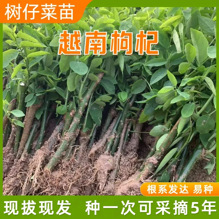 树仔菜苗海南五指山野菜天绿香苗潮汕树菜越南篱笆莱树枸杞守宫木