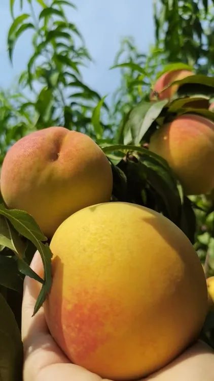 正宗红心锦绣黄桃，黄桃中的爱马仕，精品礼盒包装