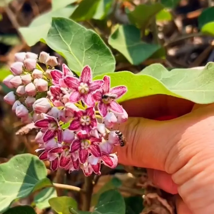 奶浆花，可以吃花，观赏