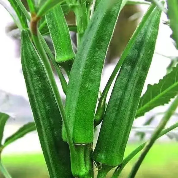 【黄水果秋葵种子】可生吃不易老春秋季四季阳台盆栽高产优质种子种