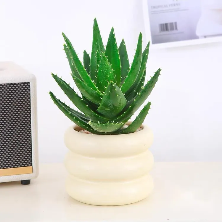 芦荟虎皮兰不夜城多肉植物芦荟盆栽花卉防辐射吸甲醛花卉绿植盆栽