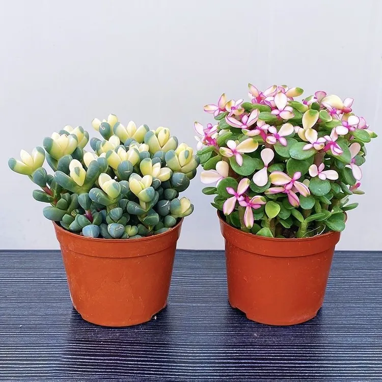 财运满满多肉植物盆栽室内绿植花卉客厅桌面防辐射好花卉绿植盆栽