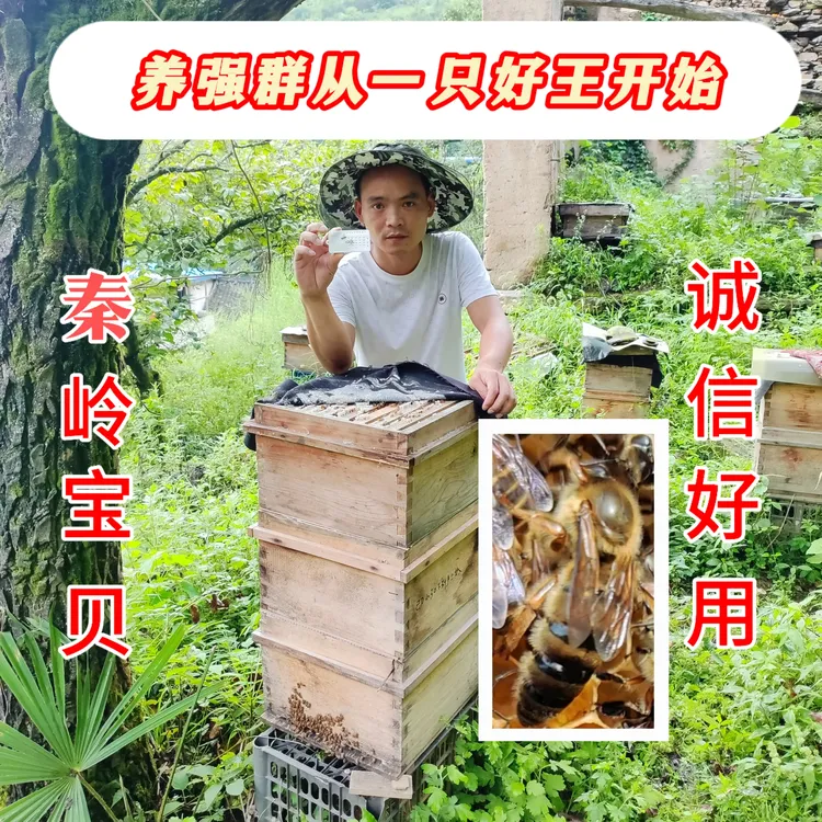 蜂王笼秦岭乌环双浆型良种蜂王原种阿霸王强群蜜多温顺优质种王笼