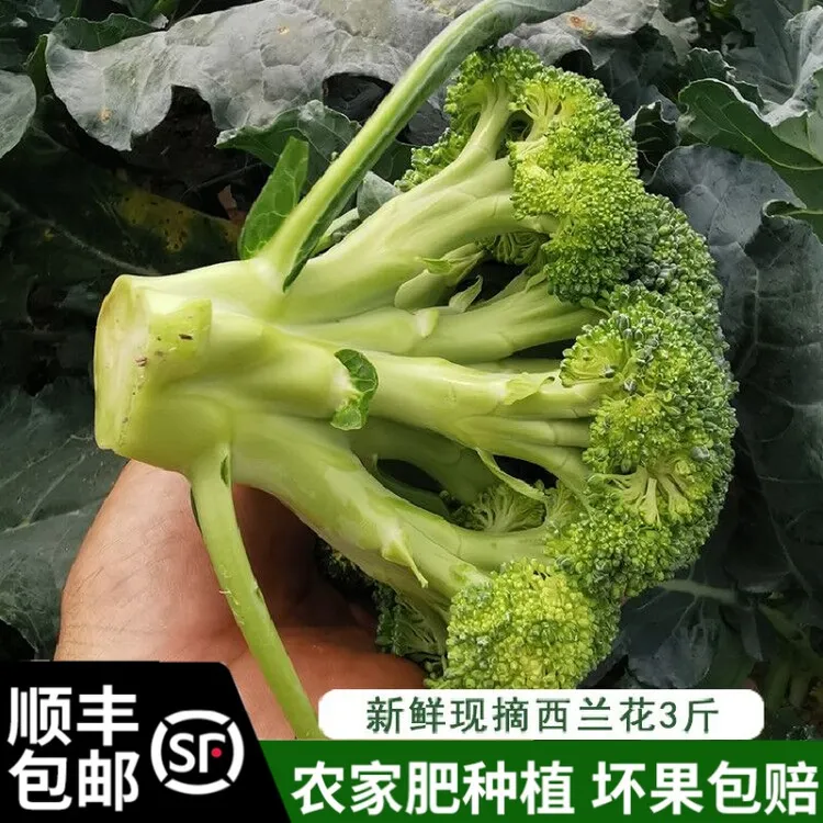 顺丰包邮农家自种西兰花新鲜绿花菜青花菜绿花椰菜4斤