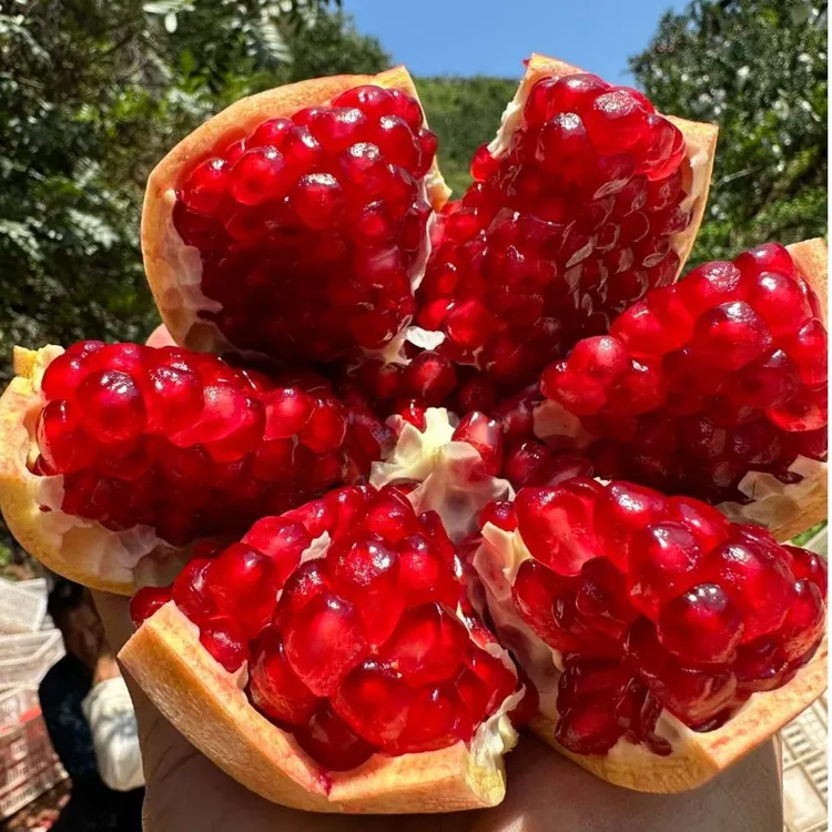 【现摘现发】四川会理软籽石榴新鲜纯甜无酸4.5-5斤 产地直发