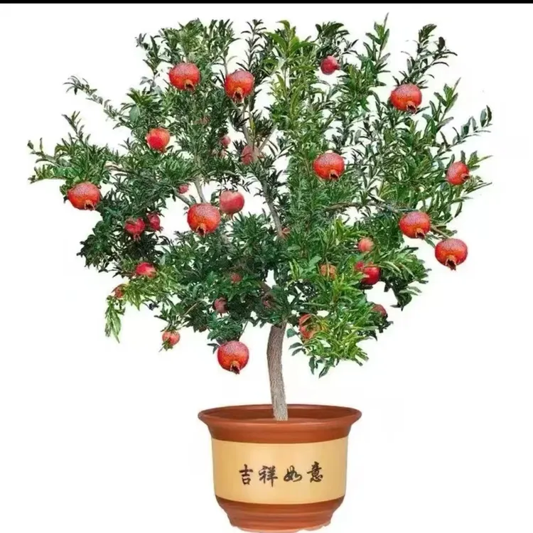 突尼斯软籽无花果丛林绿植一物一拍无花果树苗