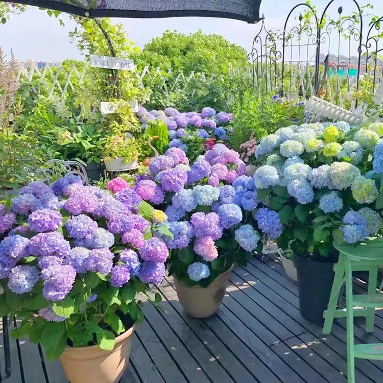 【发三盆】无尽夏孔雀蓝 绣球花四季开花盆栽庭院好养室内花卉植物