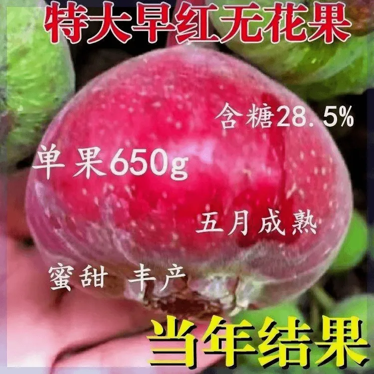 特大无花果树苗新品嫁接早熟苗南方北方种植盆栽地栽树苗蓝莓树苗