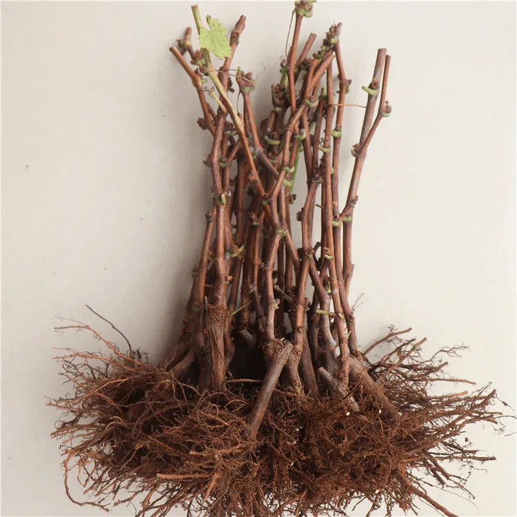 葡萄小苗葡萄树苗阳光玫瑰果树苗巨峰南北方种植庭院爬藤葡萄树苗