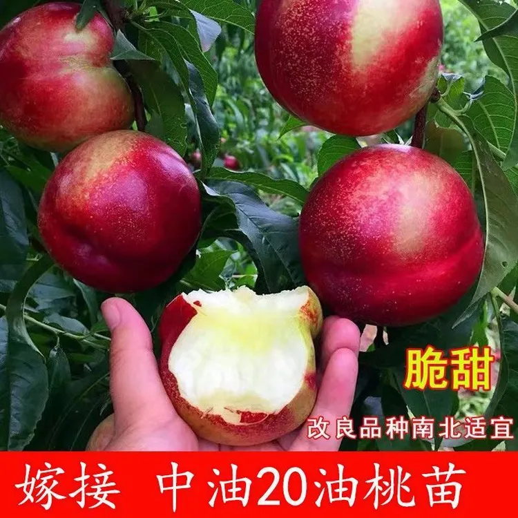 嫁接中油20油桃苗嫁接油桃树苗早熟南方北方种植桃树新品种树苗
