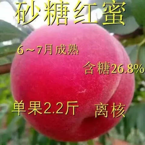 桃树果苗嫁接新品种砂糖红蜜桃树苗南北方盆栽地栽种植当年结果苗