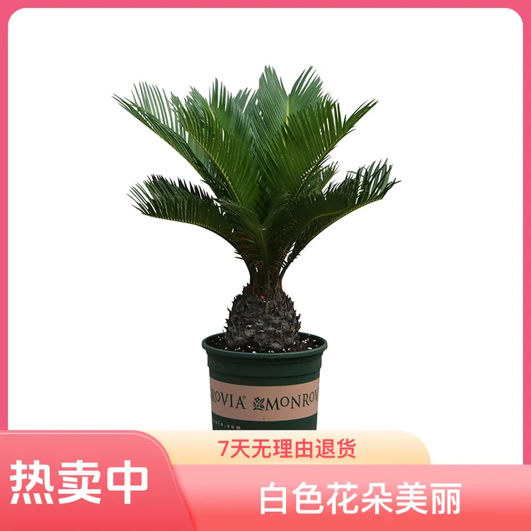 铁树盆景养植开花发芽土壤四季常青生长含盆简约庭院自然盆栽北方