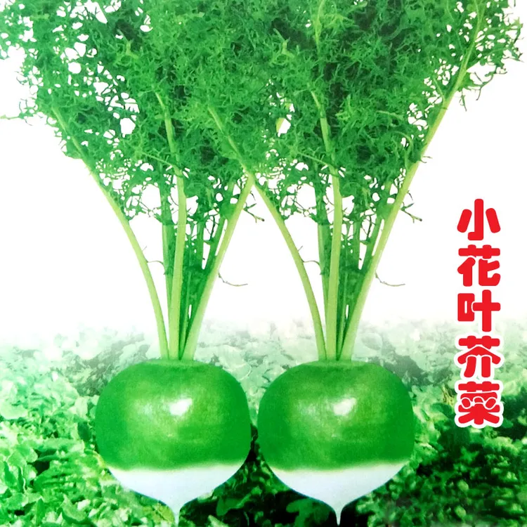 小花叶芥菜种子辣疙瘩辣菜种籽腌制咸菜耐热耐寒春秋易种农家蔬菜
