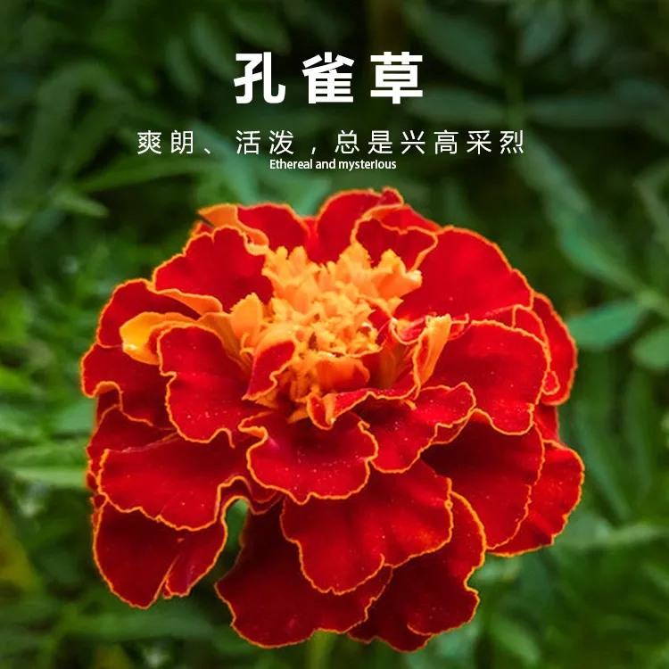 孔雀草种子春秋播黄菊花庭院景观花卉花海花草种籽易活盆栽鲜花种
