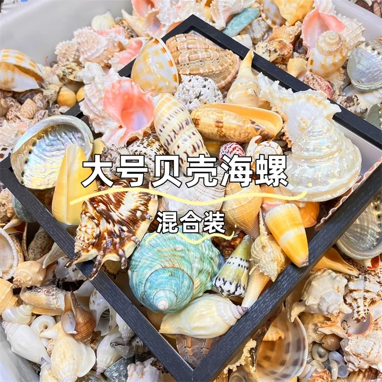 【大号贝壳海螺】天然海螺创意贝壳摆件儿童科普手工DIY寄居蟹鱼缸